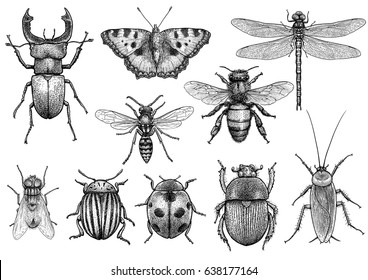 Detail Bug Illustrations Nomer 2