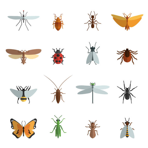 Detail Bug Illustrations Nomer 11