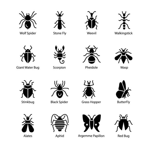 Detail Bug Illustrations Nomer 14