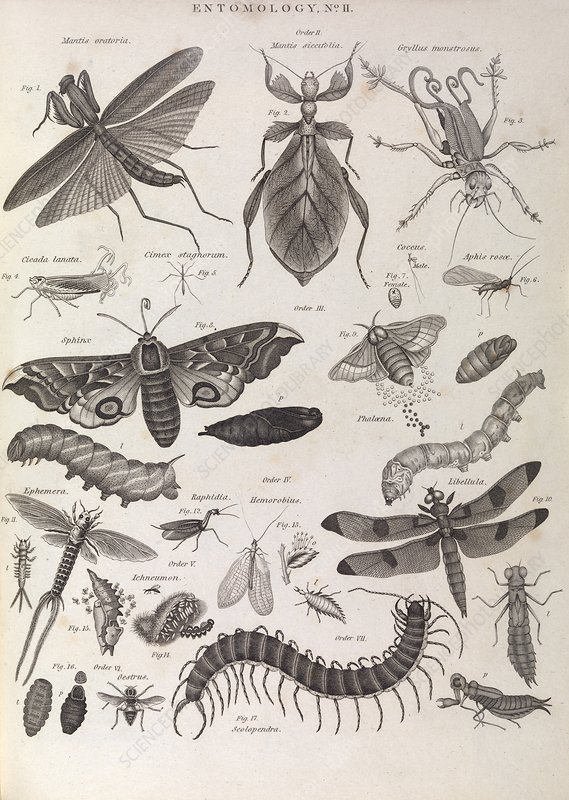 Detail Bug Illustrations Nomer 16