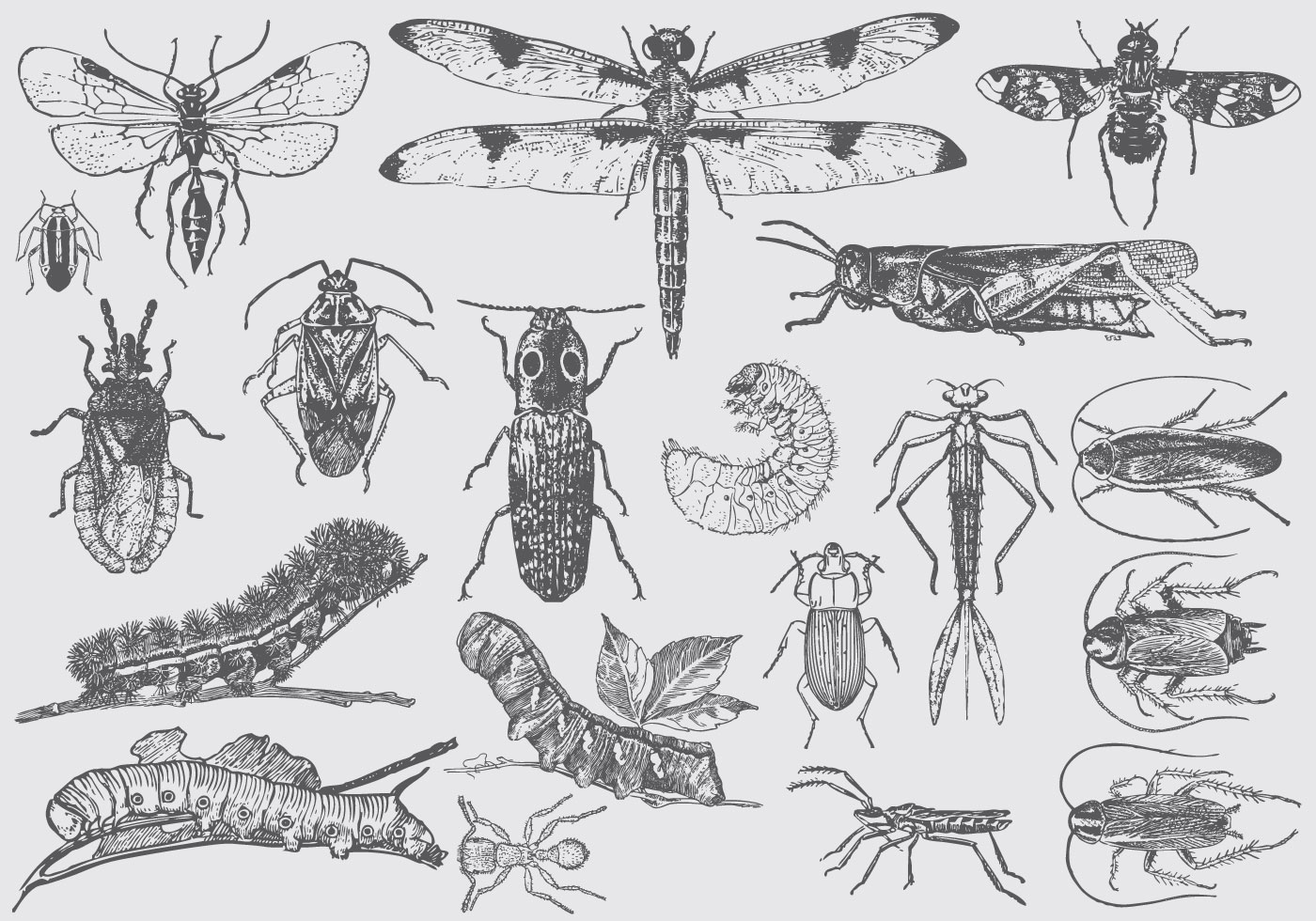 Detail Bug Illustrations Nomer 17