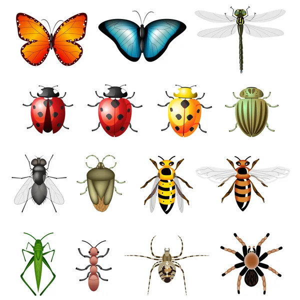 Detail Bug Illustrations Nomer 19