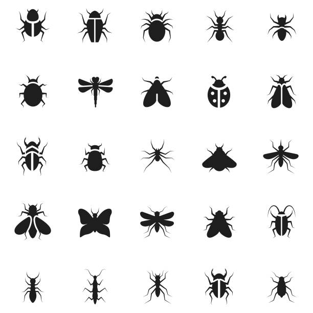 Detail Bug Illustrations Nomer 3