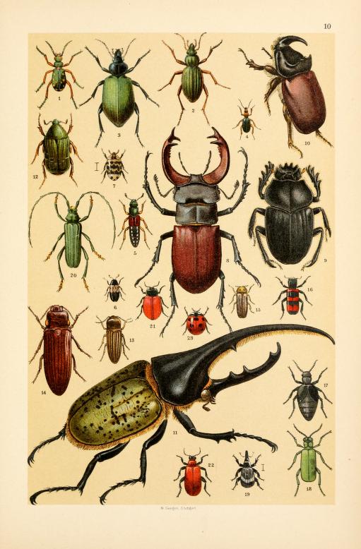 Detail Bug Illustrations Nomer 20