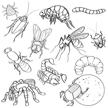 Detail Bug Illustrations Nomer 21