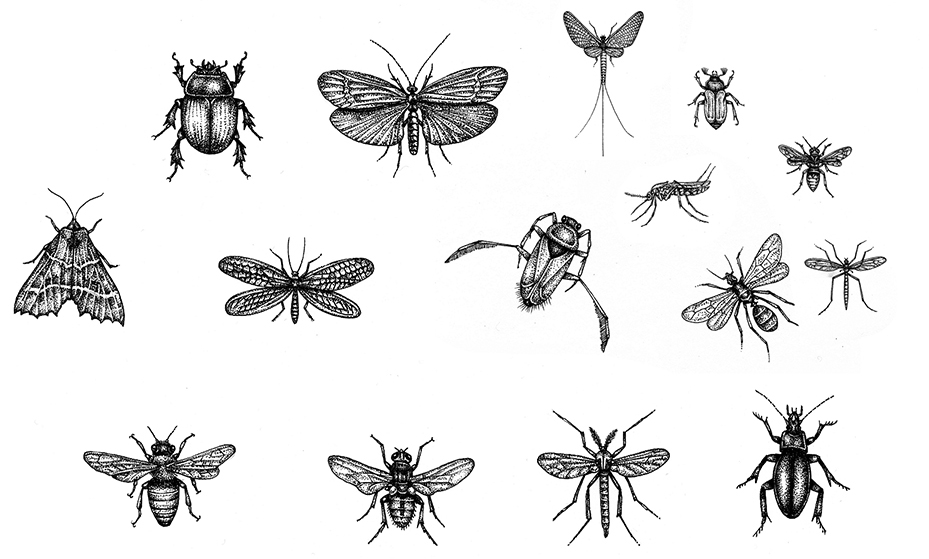 Detail Bug Illustrations Nomer 23