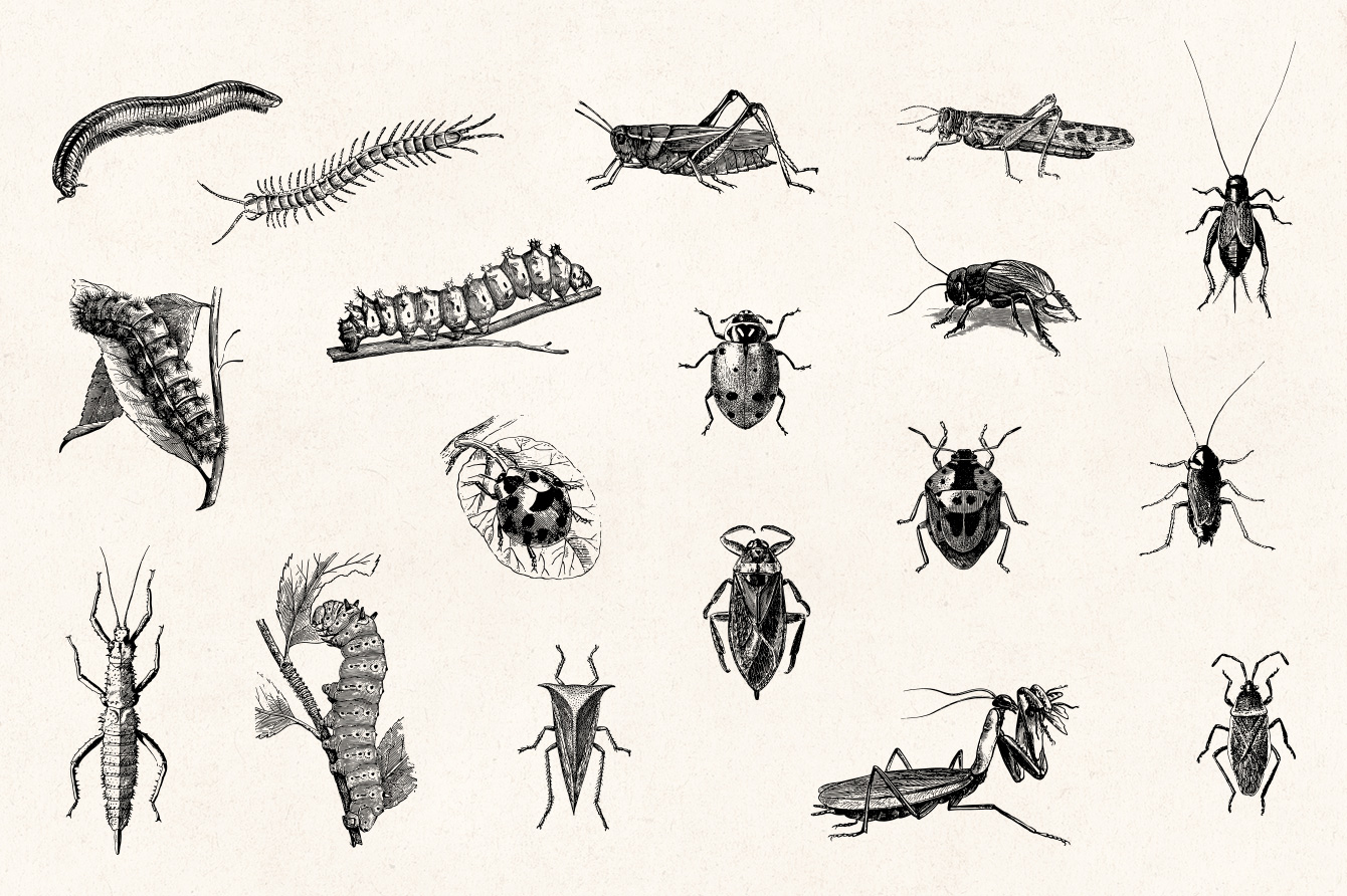 Detail Bug Illustrations Nomer 26