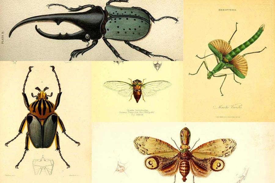 Detail Bug Illustrations Nomer 27