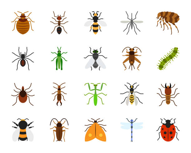 Detail Bug Illustrations Nomer 4