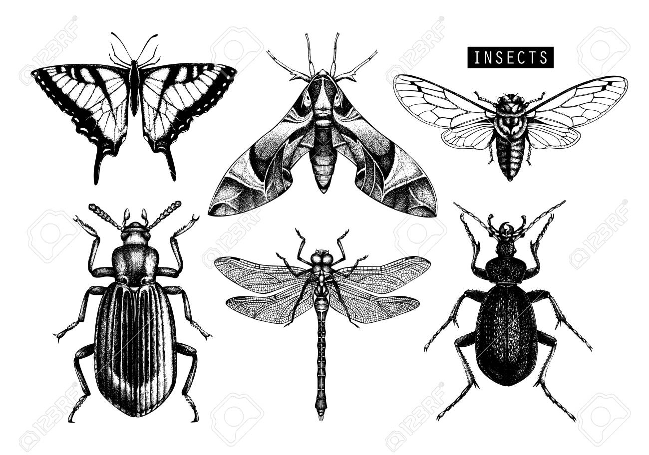 Detail Bug Illustrations Nomer 30