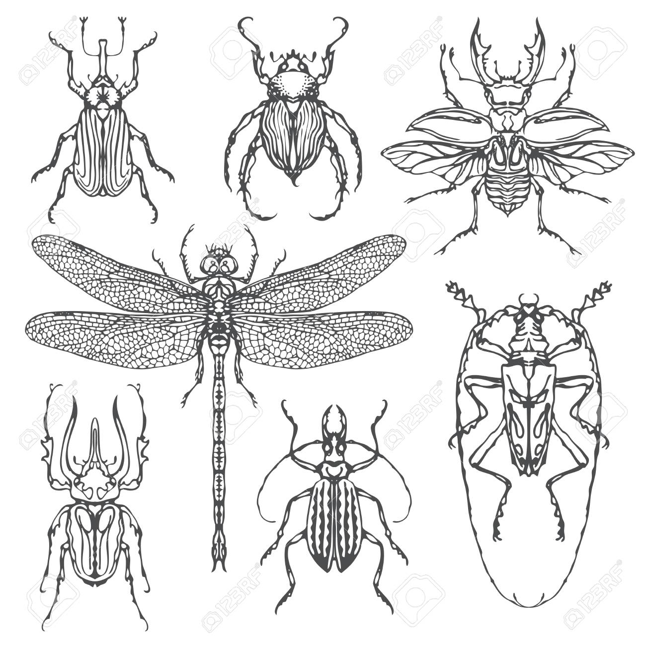 Detail Bug Illustrations Nomer 32