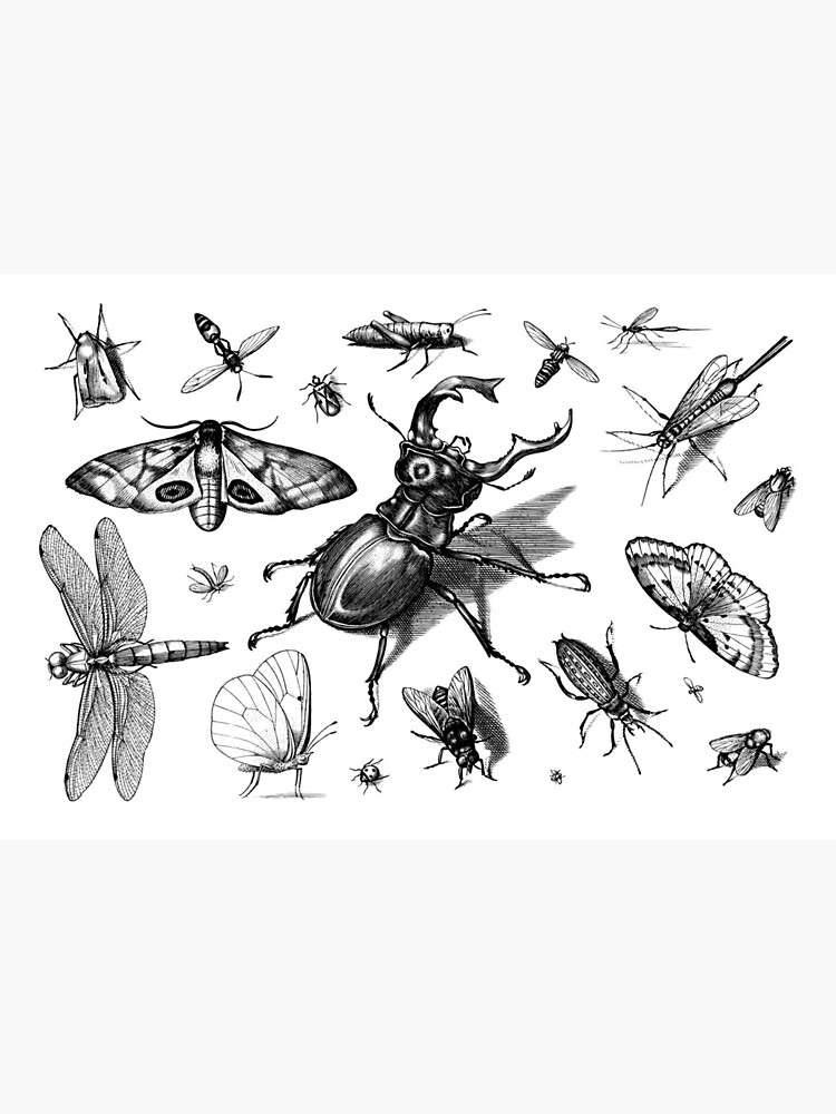 Detail Bug Illustrations Nomer 34