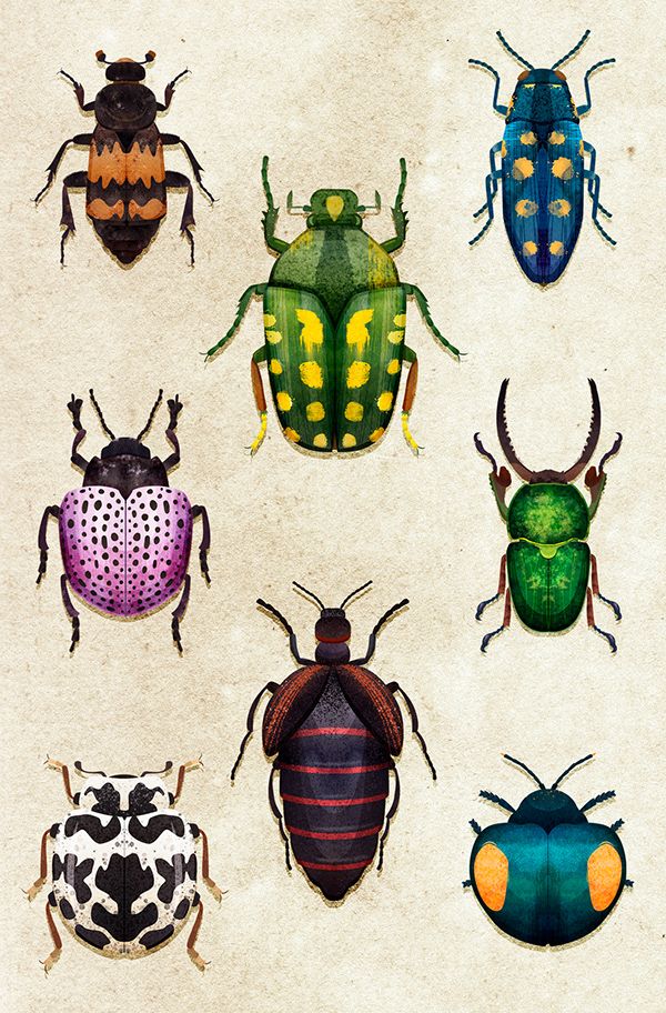 Detail Bug Illustrations Nomer 35