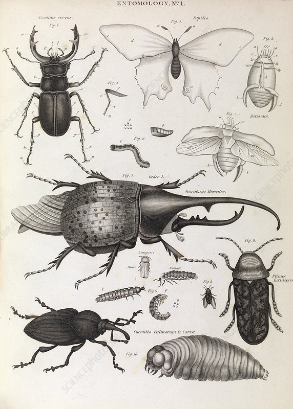 Detail Bug Illustrations Nomer 41