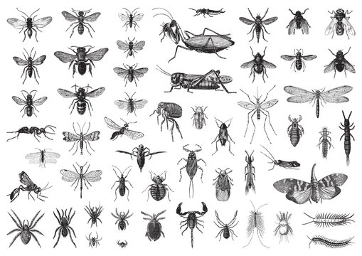 Detail Bug Illustrations Nomer 47
