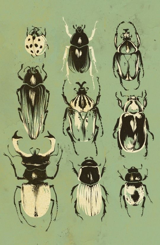 Detail Bug Illustrations Nomer 6