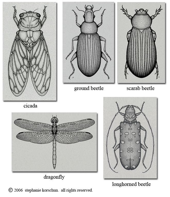 Detail Bug Illustrations Nomer 48
