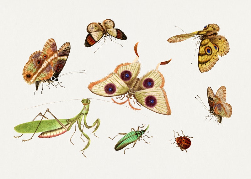 Detail Bug Illustrations Nomer 55