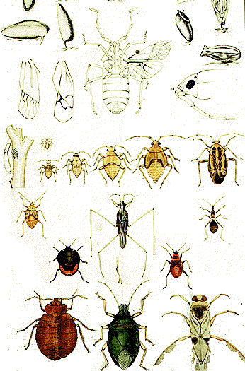 Detail Bug Illustrations Nomer 57