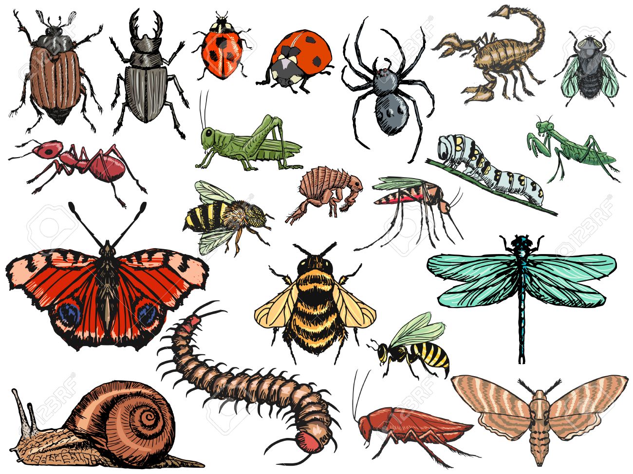 Detail Bug Illustrations Nomer 10