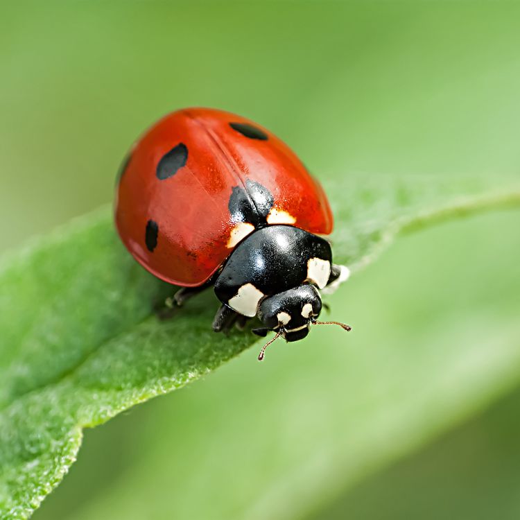 Bug Image - KibrisPDR