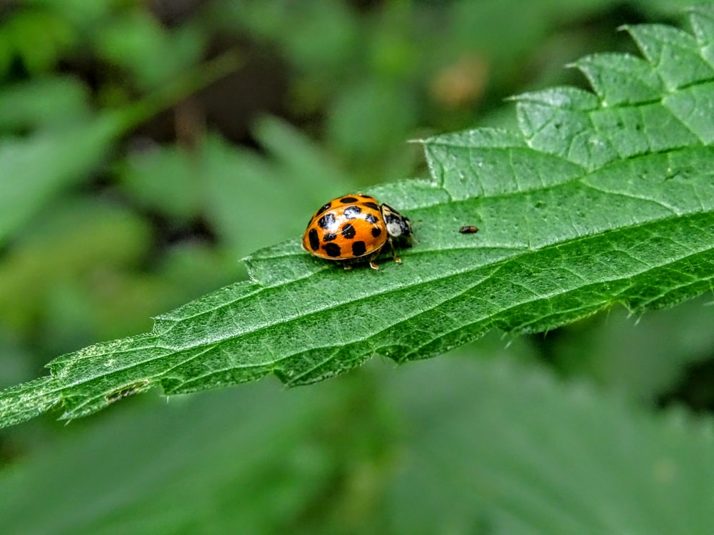 Detail Bug Image Nomer 2