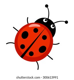 Detail Bug Image Nomer 11