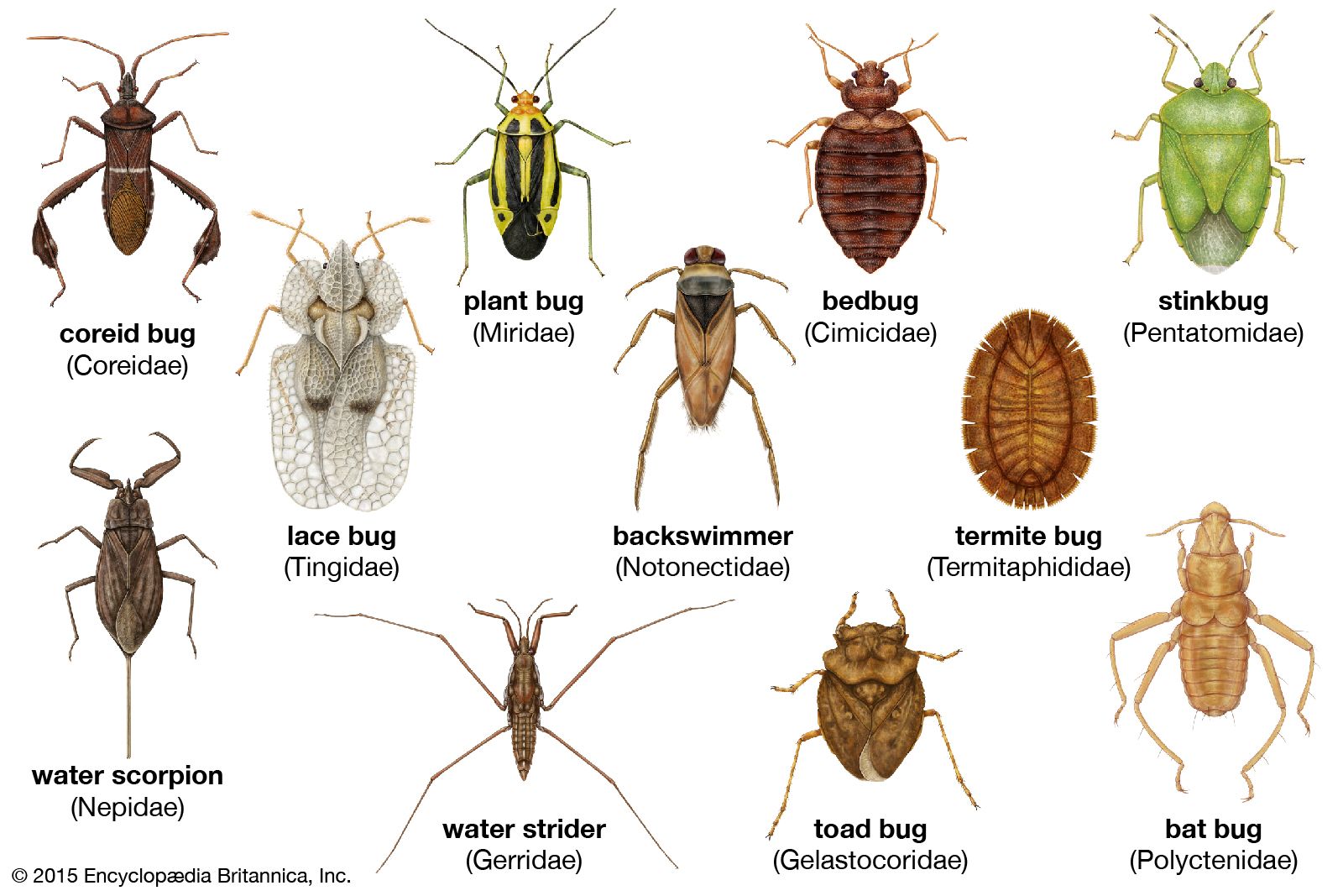Detail Bug Image Nomer 16