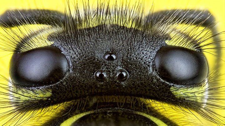 Detail Bug Image Nomer 18