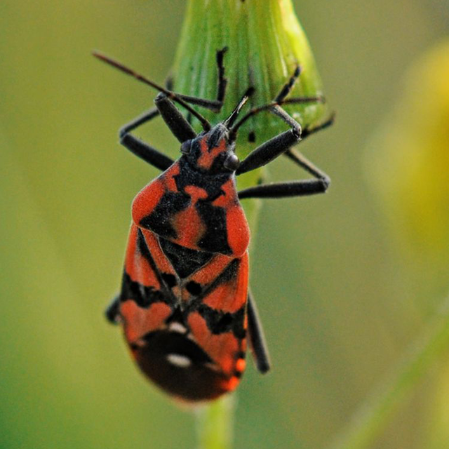 Detail Bug Image Nomer 19