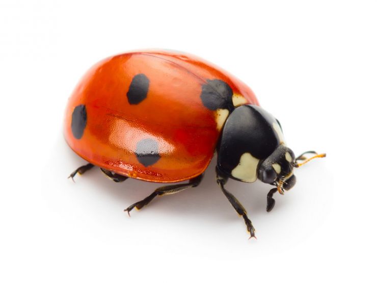 Detail Bug Image Nomer 21