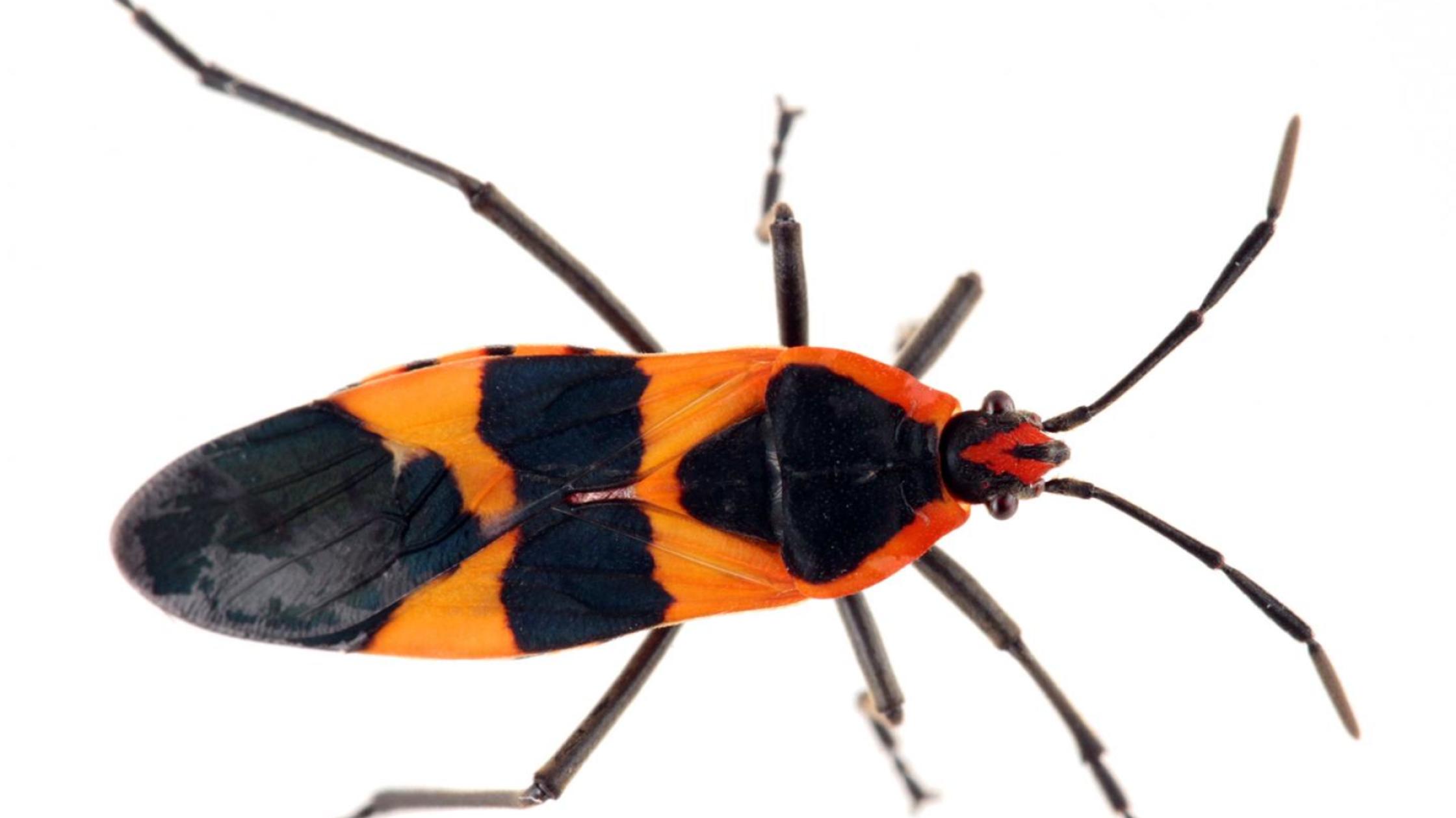 Detail Bug Image Nomer 23