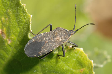 Detail Bug Image Nomer 29