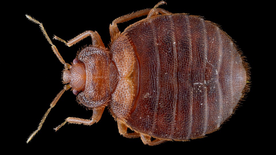 Detail Bug Image Nomer 32