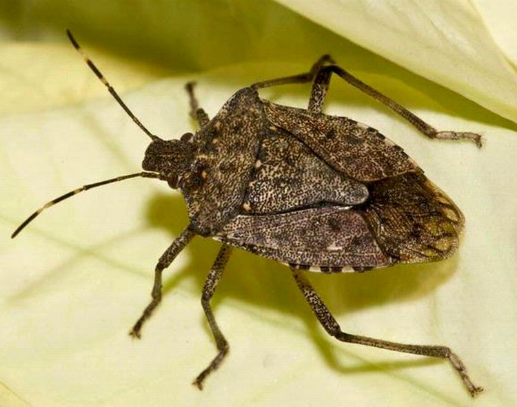 Detail Bug Image Nomer 36