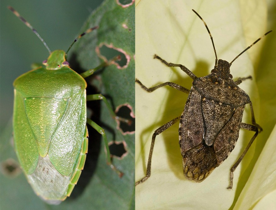 Detail Bug Image Nomer 37