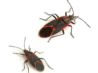 Detail Bug Image Nomer 38