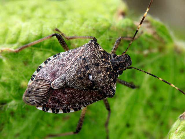 Detail Bug Image Nomer 39