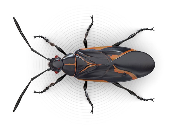 Detail Bug Image Nomer 5