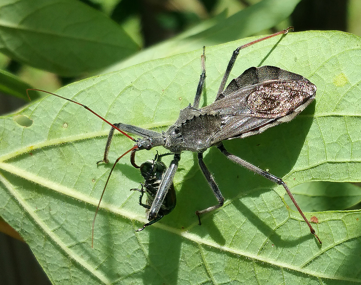 Detail Bug Image Nomer 41