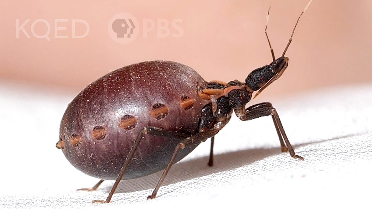 Detail Bug Image Nomer 43