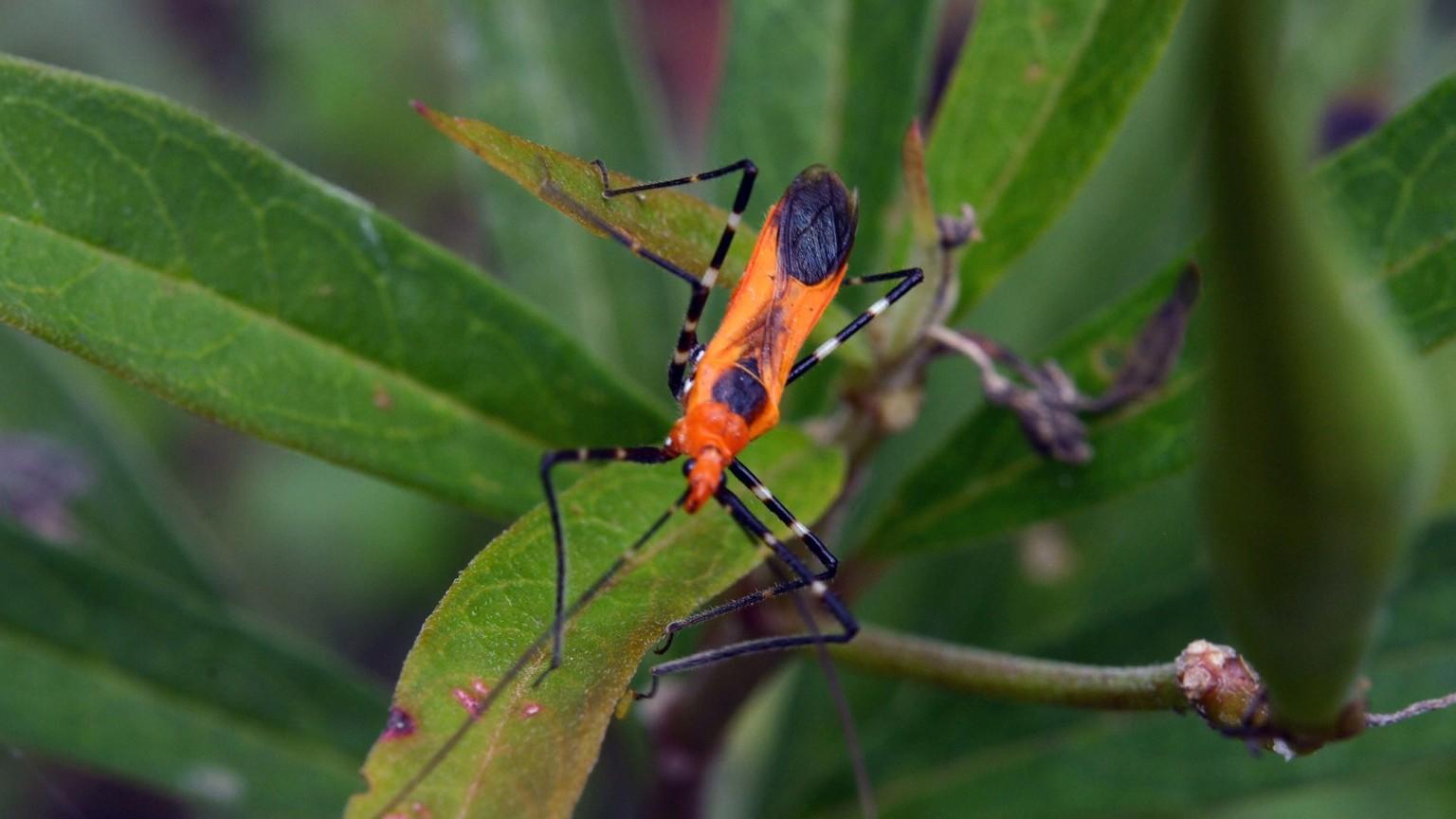 Detail Bug Image Nomer 44