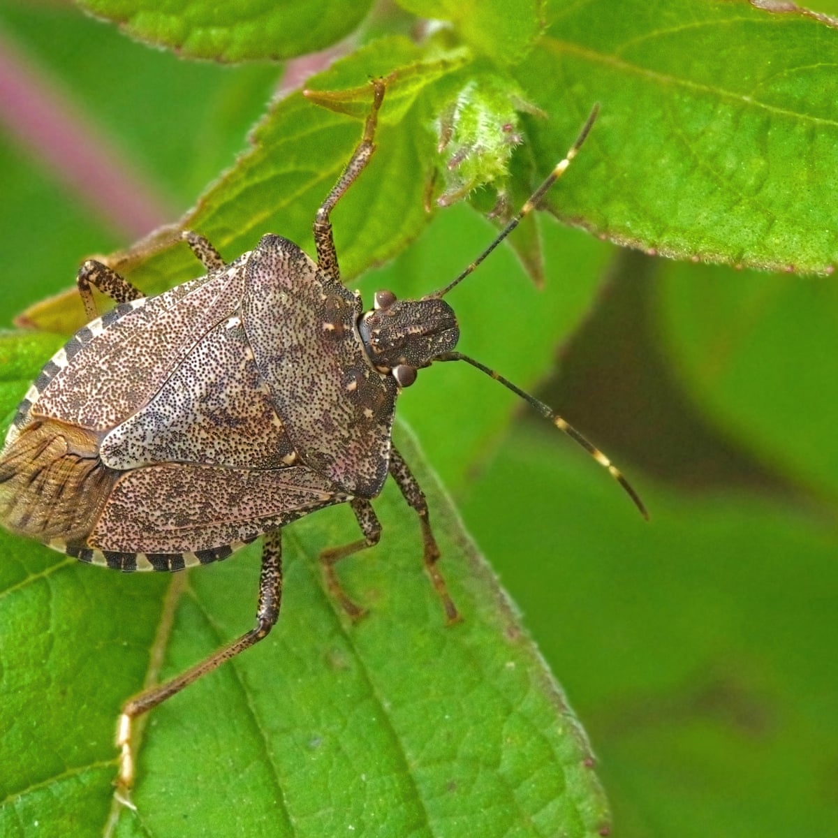 Detail Bug Image Nomer 46