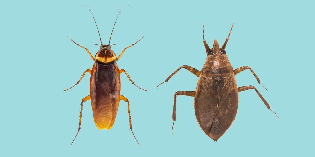 Detail Bug Image Nomer 47