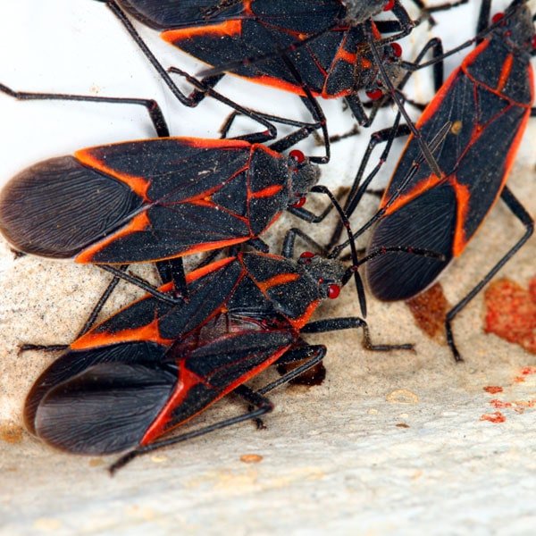Detail Bug Image Nomer 48