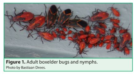 Detail Bug Image Nomer 52