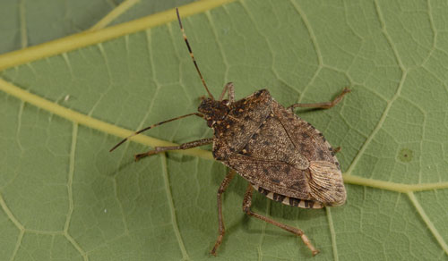Detail Bug Image Nomer 54