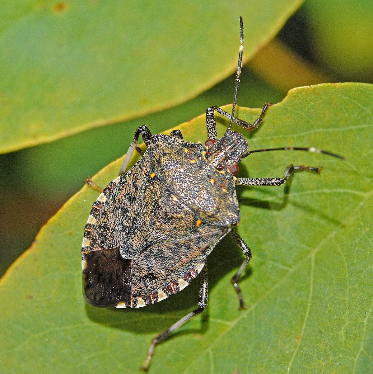 Detail Bug Image Nomer 7