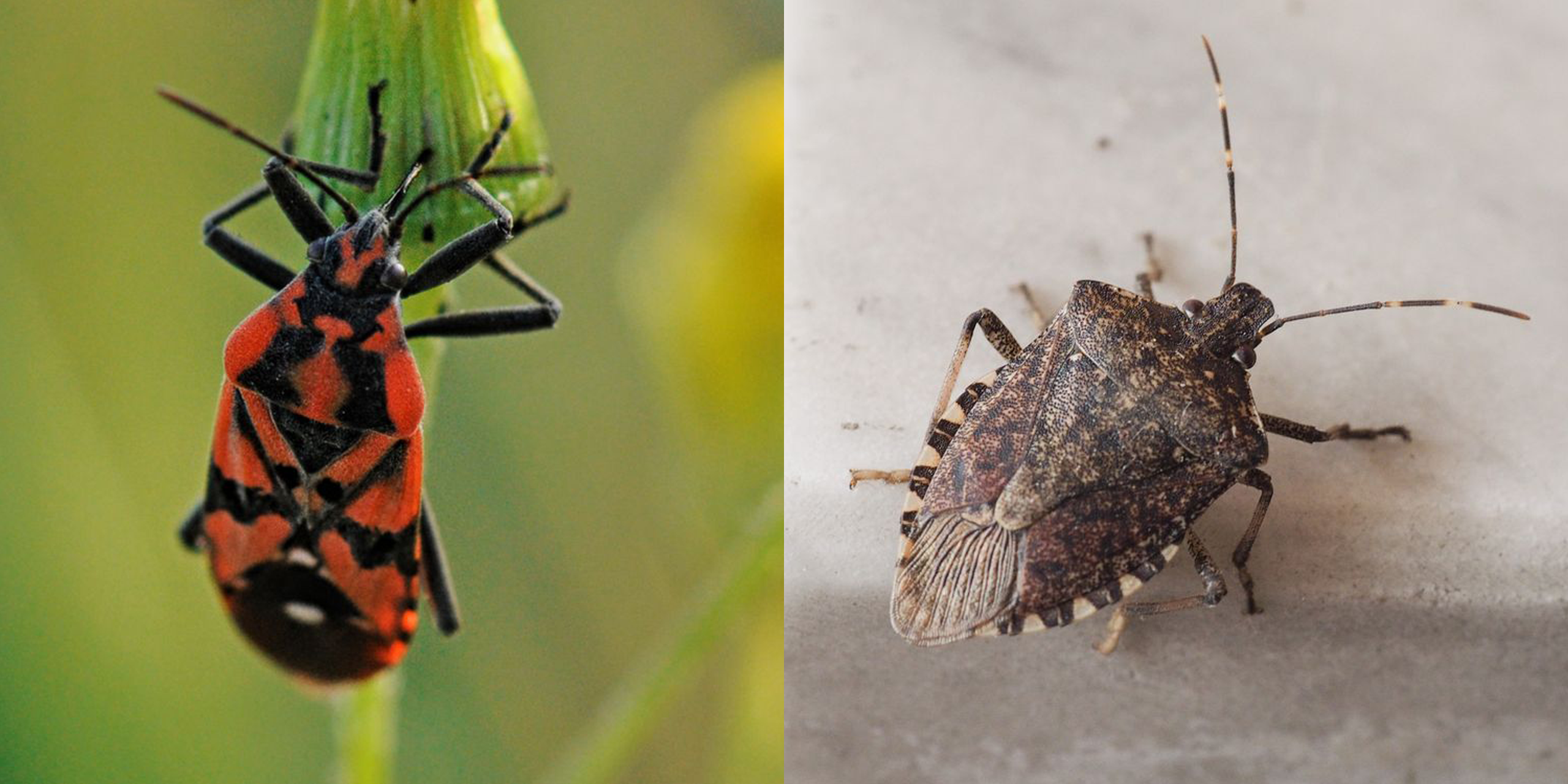 Detail Bug Images Nomer 29