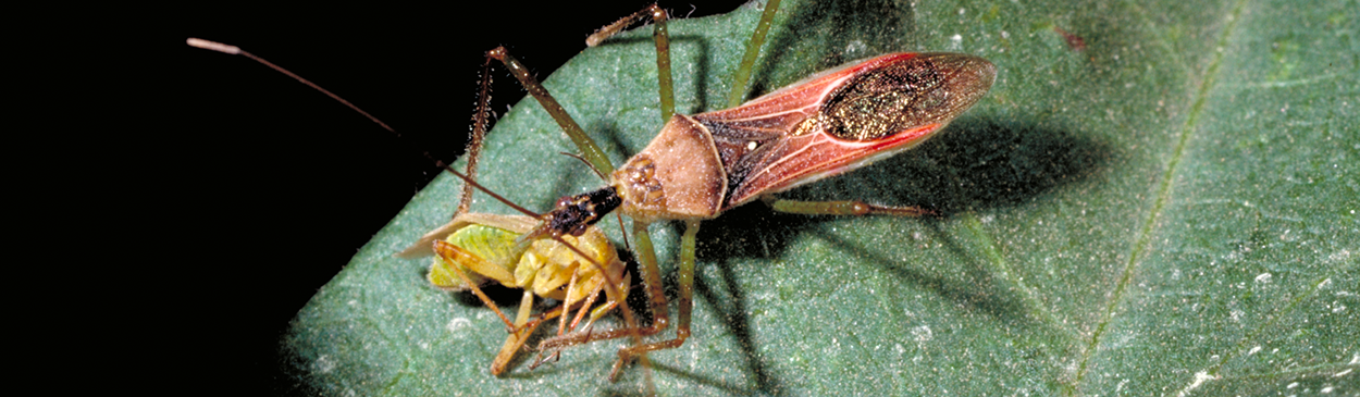 Detail Bug Images Nomer 43